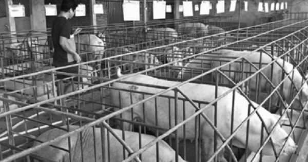 Giá tăng từng ngày, nguy cơ thiếu 500 ngàn tấn thịt lợn