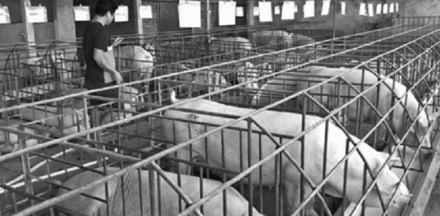 Giá tăng từng ngày, nguy cơ thiếu 500 ngàn tấn thịt lợn