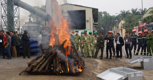 Tiêu hủy ngà voi - cần trở thành thông lệ ở Việt Nam