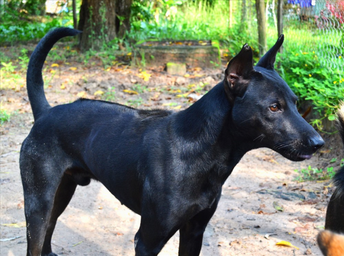 Giống chó này có một số đặc điểm phân biệt với các giống chó khác như các xoáy lông ở trên sống lưng, lúc chạy theo con mồi hoặc lúc gặp đối thủ thì những vòng xoáy này sẽ dựng đứng lên trông rất dũng mãnh. Đây cũng là một trong ba giống chó có xoáy lông trên lưng đang tồn tại trên thế giới, hai loại còn lại là chó lông xoáy Rhodesia và chó lông xoáy TháiChó Phú Quốc thuần chủng thường có bốn màu lông cơ bản gồm đốm, đen, vàng và vện (còn gọi là sọc); tuy nhiên, màu lông ngày nay đã có nhiều sự lai tạp.
