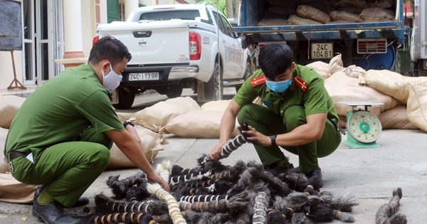 Thu giữ 6 tấn lông gia xúc chất đầy xe tải ở Lào Cai