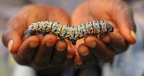 "Rùng mình" với món đặc sản sâu bướm Mopane của Nam Phi
