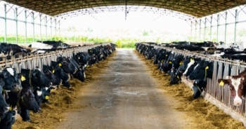 Nutifood ra mắt trang trại bò sữa Nutimilk nâng chuẩn sữa tươi Việt Nam