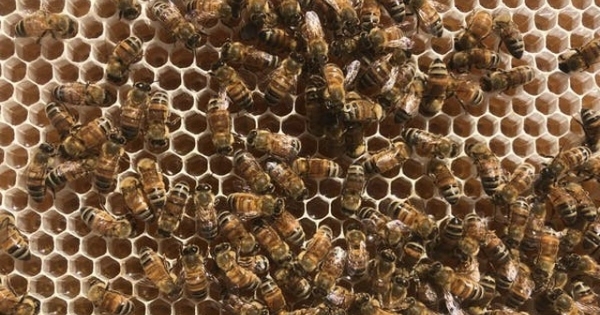 Ong làm mật như thế nào?