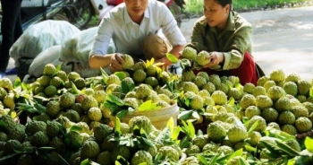 Na Huyền Sơn, Bắc Giang: Thức quả ngọt đem lại ấm no