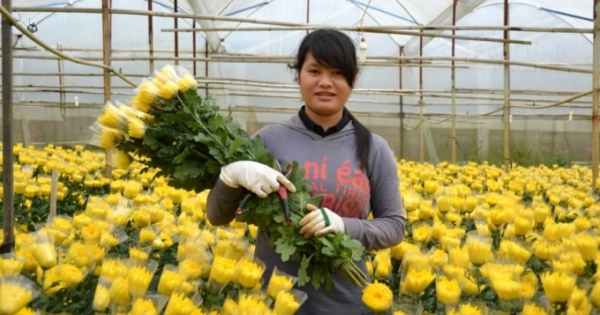 Đà Lạt: Hoa cúc tăng giá mạnh, người trồng hoa phấn khởi