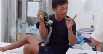 Người đàn ông bị rắn hổ mang chúa cắn ở Tây Ninh: Vẫn đang lọc máu liên tục