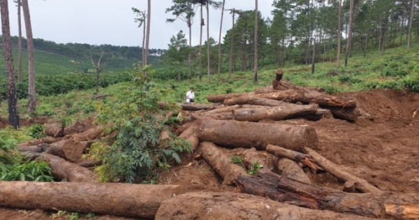 Lâm Đồng: Phát hiện nhiều lóng gỗ thông chôn sâu dưới đất