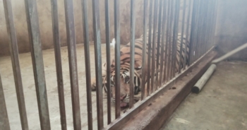 Video cận cảnh 17 cá thể hổ trưởng thành bị nuôi nhốt trái phép tại Nghệ An
