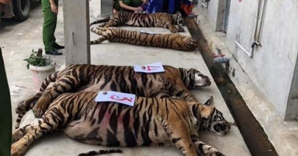 Vụ 17 cá thể hổ nuôi nhốt trái phép ở Nghệ An: 8 “chúa sơn lâm” đã chết chưa rõ nguyên nhân