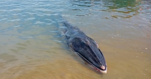 Xác cá voi dài khoảng 7m, nặng khoảng 800 kg dạt vào bờ biển ở Hà Tĩnh