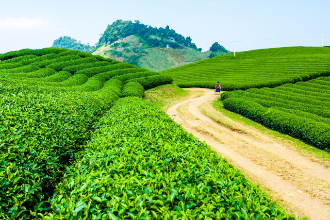 TH true TEA Ô long tự nhiên dùng các giống trà trồng tại cao nguyên Mộc Châu (Sơn La) ở độ cao trên 1.000 m.