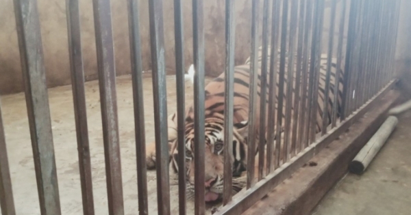 Vụ nuôi nhốt trái phép 17 cá thể hổ: Gia đình công an viên xã nuôi 3 con hổ