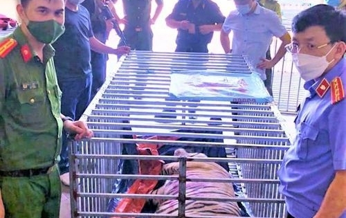 Khởi tố, bắt giam bị can vụ 17 con hổ nuôi nhốt trái phép trong nhà dân