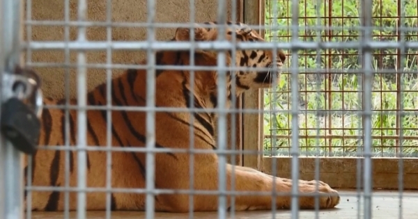 Bắt một chủ cơ sở nuôi nhốt hổ trái phép ở Nghệ An
