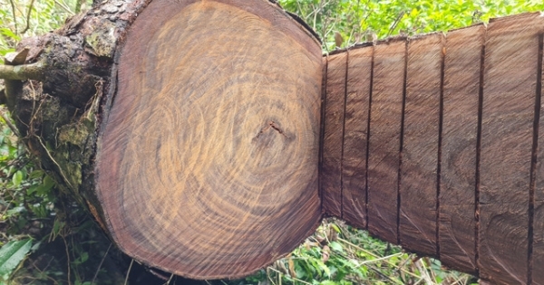Khởi tố nhóm đối tượng chặt hạ 74 cây gỗ nghiến ở Hà Giang