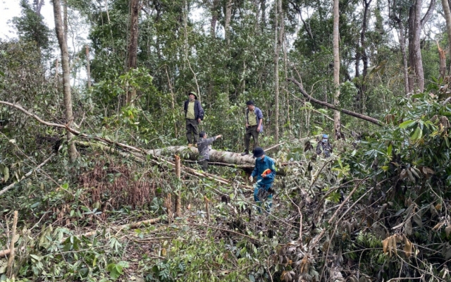 Phá rừng phòng hộ để lấy đất sản xuất các đối tượng bị phạt hơn 1,5 tỷ đồng