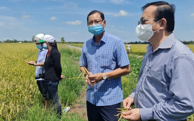 Bạc Liêu: Các địa phương hỗ trợ cho nông dân thu hoạch và tiêu thụ lúa