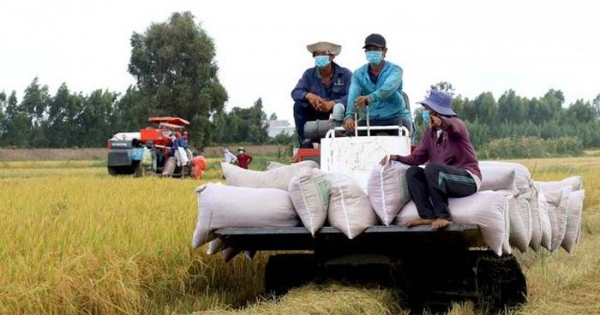 Xuất khẩu gạo giảm mạnh, nhiều doanh nghiệp đóng cửa ngừng sản xuất