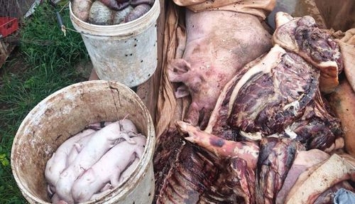 Tiêu hủy 3,4 tấn thịt lợn nhiễm dịch tả lợn Châu Phi