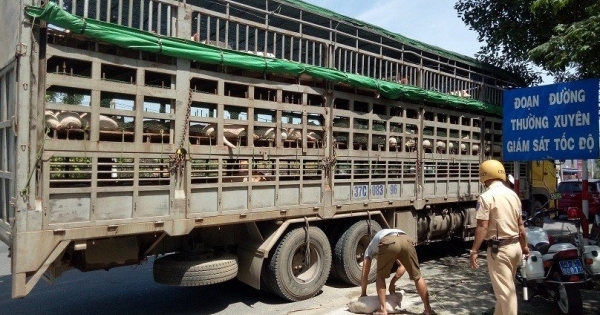 Ngăn chặn, xử lý nghiêm việc buôn bán, vận chuyển trái phép lợn qua biên giới vào Việt Nam