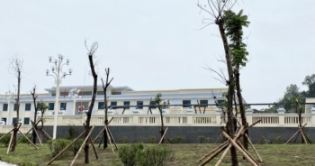 Cây xanh mới trồng đã chết khô tại Điện Biên: Cần truy trách nhiệm đến từng tổ chức, cá nhân liên quan