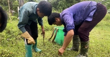 Lào Cai: Xử lý nghiêm các cơ sở sơ chế giun đất xả thải gây ô nhiễm môi trường