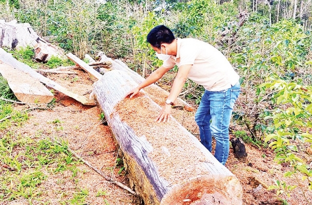 Cảnh báo hành vi trục lợi sâm Ngọc Linh