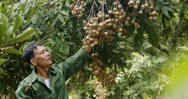 Hưng Yên: “Không có chuyện người dân dùng lưu huỳnh để xông làm vàng quả, sáng mã cho nhãn”
