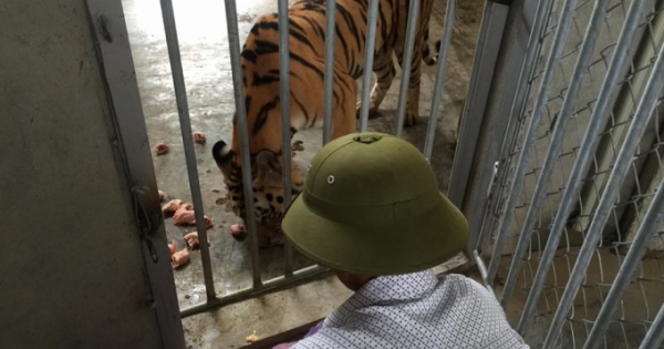 Vụ vợ “trùm” buôn bán hổ được cấp phép nuôi hổ: Thêm 9 cá thể hổ được nhập về từ Séc và Bỉ