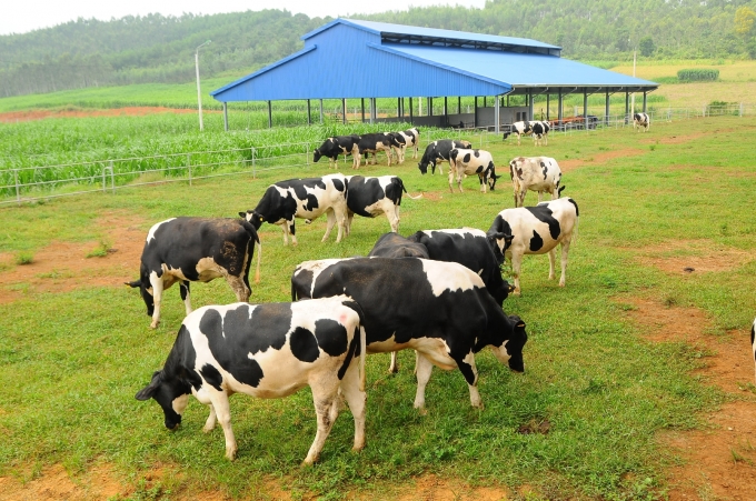 Đại gia ng&agrave;nh sữa với trang trại b&ograve; trải khắp Việt Nam