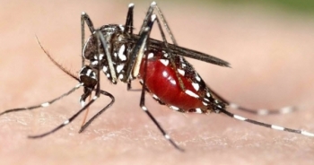 Phát hiện kinh ngạc: Virus Zika có thể sống trong mắt người