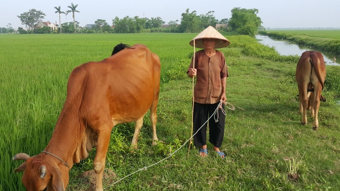 Tuy ở c&aacute;i tuổi 83 nhưng b&agrave; Hảo vẫn chăn b&ograve; v&agrave; l&agrave;m c&ocirc;ng việc nh&agrave;.