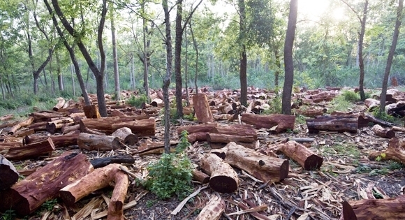 Đăk-Song (Đăk-Nông): Cán bộ bảo vệ rừng bị tố cáo phá rừng nguyên sinh