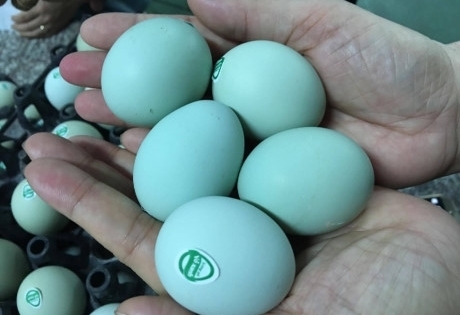 Xuất hiện trứng gà xanh siêu lạ, mỗi ngày bán 10.000 quả