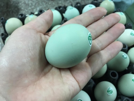 K&iacute;ch thước của trứng g&agrave; xanh kh&aacute; nhỏ b&eacute;