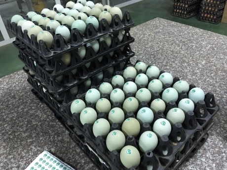 Hiện tại ở Việt Nam, mỗi ng&agrave;y chỉ c&oacute; khoảng 10.000 quả trứng g&agrave; vỏ xanh được cung cấp ra thị trường v&igrave; l&agrave; giống g&agrave; mới n&ecirc;n đ&agrave;n g&agrave; chưa nhiều