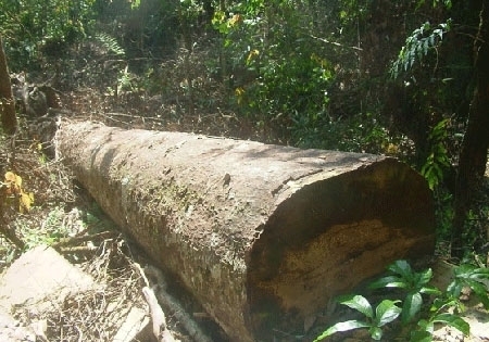 Đắk Nông: Từ vụ phá rừng, bắt nhóm “giang hồ” cộm cán