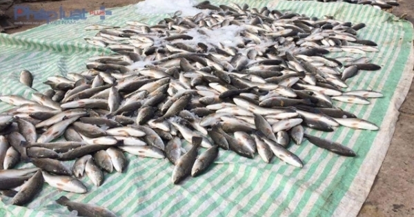 Thanh Hóa báo cáo Thủ tướng: Gần 50 tấn cá chết là do thủy triều đỏ