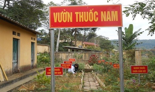 Đại diện Bộ Y tế cho rằng nhiều năm nay ở Việt Nam tồn tại t&igrave;nh trạng chỉ khai th&aacute;c tận thu dược liệu m&agrave; kh&ocirc;ng trồng mới.