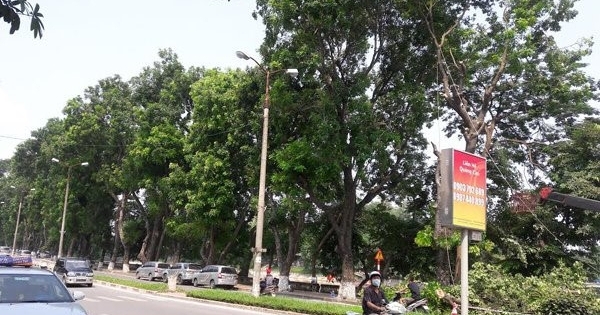 Hà Nội chặt, chuyển hơn 100 cây xanh phố Kim Mã