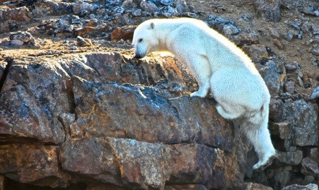 Chùm ảnh đau lòng về thảm cảnh của loài gấu Bắc cực