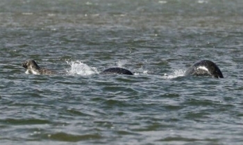 Bức ảnh rõ nét nhất về "quái vật hồ Loch Ness"