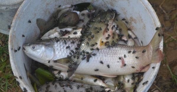 Nghệ An: Cá chết trắng sông Bùng nghi do ô nhiễm nguồn nước