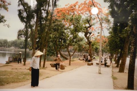 Hoa phượng nở b&ecirc;n Hồ Thiền Quang năm 1983.