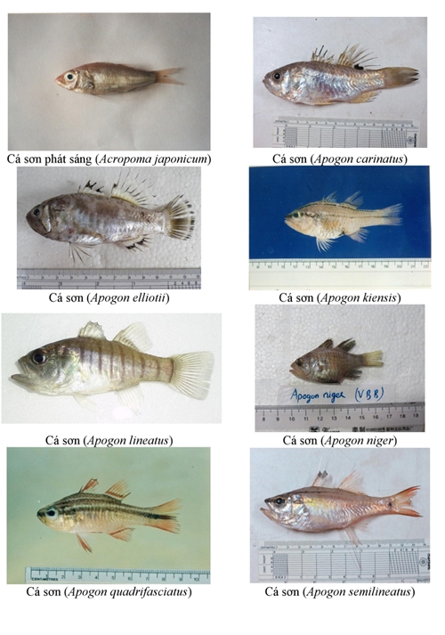154 loại hải sản miền Trung khuyến c&aacute;o kh&ocirc;ng n&ecirc;n ăn