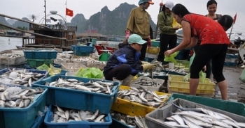 Cách phân biệt hải sản an toàn