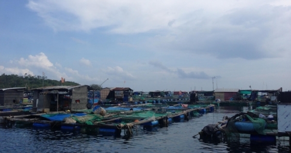Xóa bè tạm, đóng bè mới trên Vịnh Nha Trang: Hàng chục hộ kinh doanh có nguy cơ phá sản