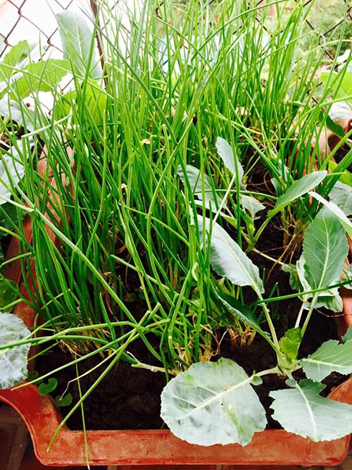 Chị H&ograve;a trồng h&agrave;nh hoa xen kẽ với su h&agrave;o trong chậu nhựa