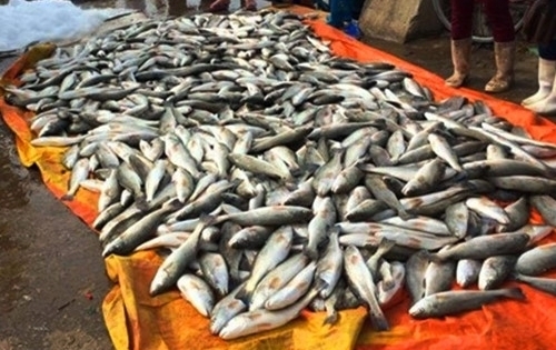 Mẫu cá chết ở Tĩnh Gia không liên quan đến dịch bệnh